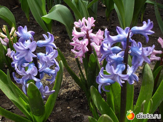 4 фото: Цветы в моём саду!