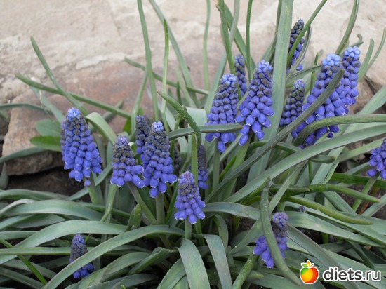 5 фото: Цветы в моём саду!