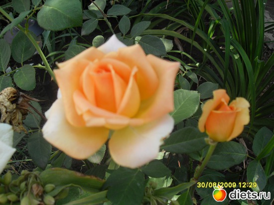 7 фото: Цветы в моём саду!