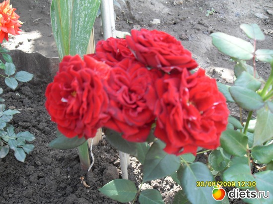 8 фото: Цветы в моём саду!