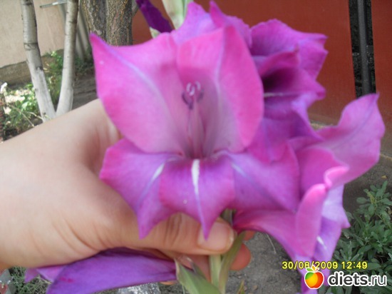 9 фото: Цветы в моём саду!