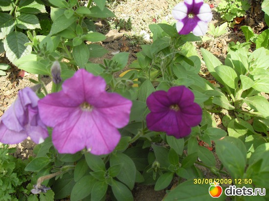 10 фото: Цветы в моём саду!