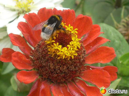 11 фото: Цветы в моём саду!