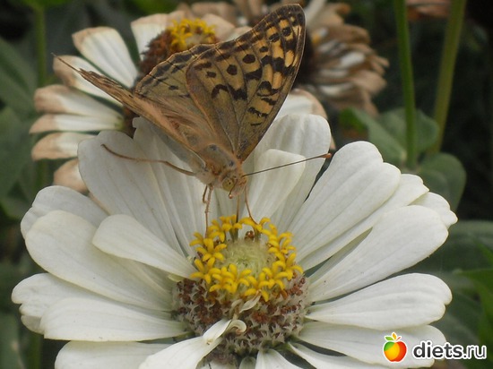 12 фото: Цветы в моём саду!