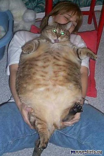 2 фото: Кошки Мышки