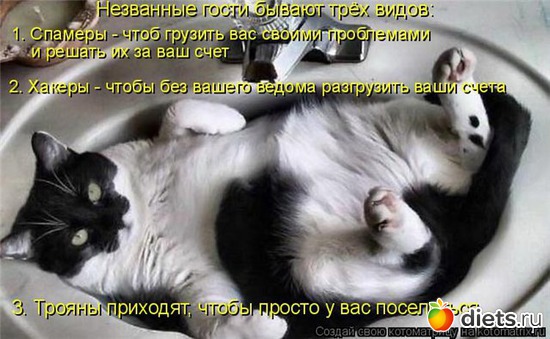 6 фото: Кошки Мышки