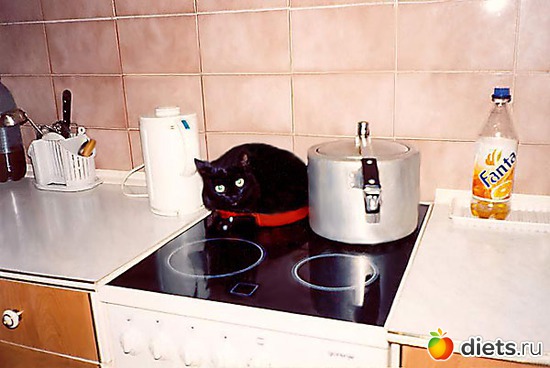 7 фото: Кошки Мышки