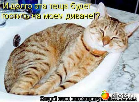 Кошки Мышки