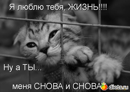 12 фото: Кошки Мышки