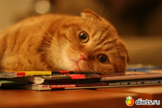 15 фото: Кошки Мышки