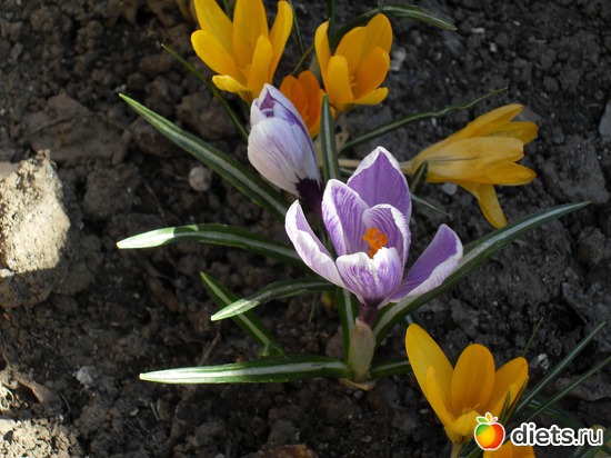 13 фото: Цветы в моём саду!