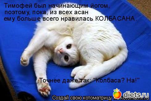 Кошки Мышки