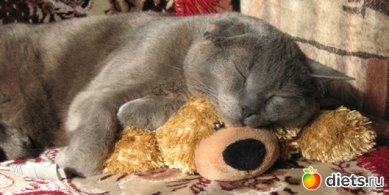 30 фото: Кошки Мышки