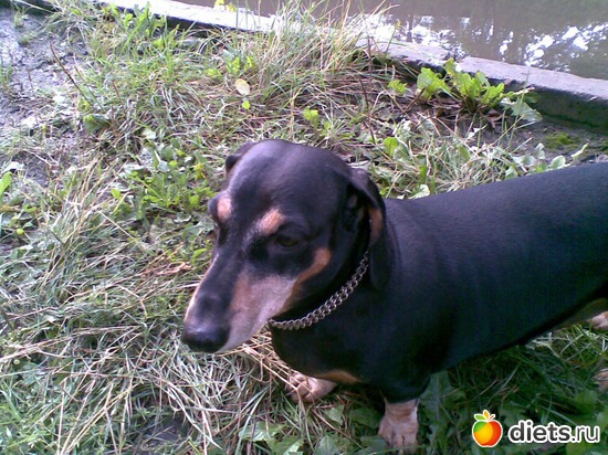 Рэкс, альбом: Моя семья