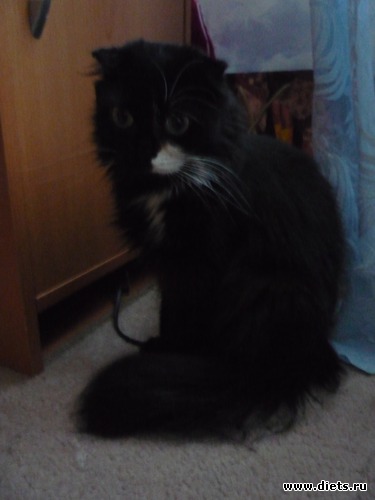 1 фото: наша кошка Муся