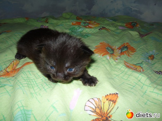 это красотка Мотильда, альбом: наша кошка Муся