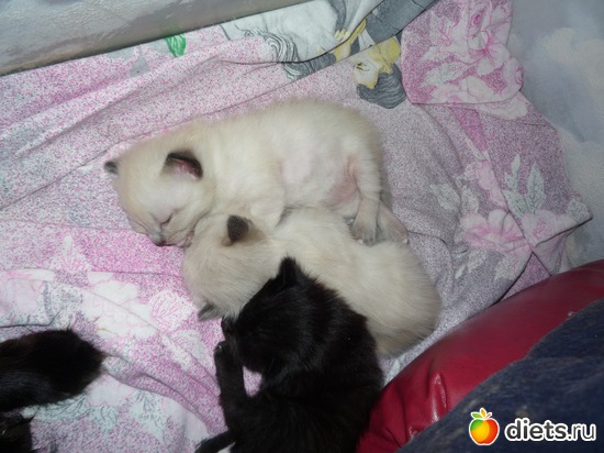 котята Муси, альбом: наша кошка Муся