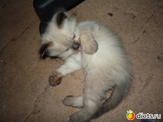 Красавчик, альбом: наша кошка Муся