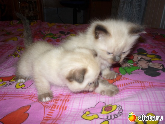 Персик и Красавчик, альбом: наша кошка Муся