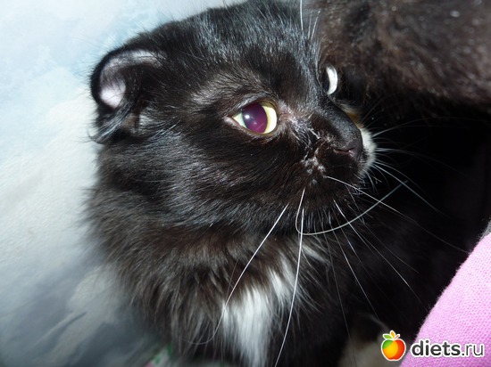 8 фото: наша кошка Муся
