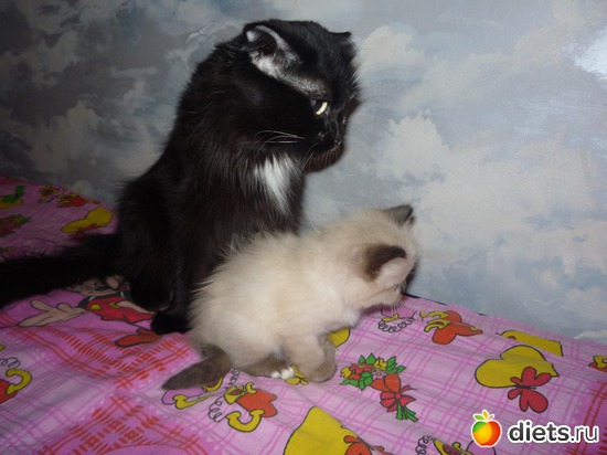 зорко следим за детьми, альбом: наша кошка Муся