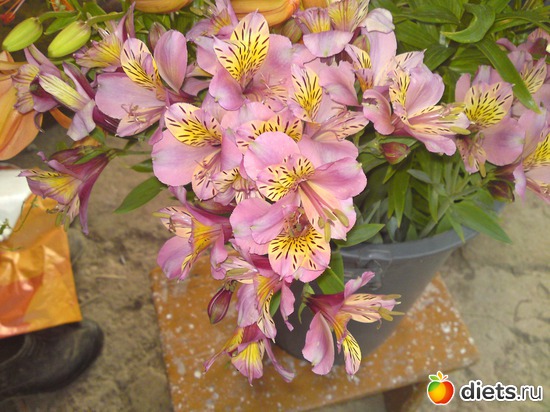 6 фото: лето