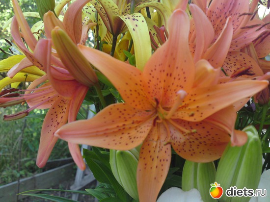 9 фото: лето