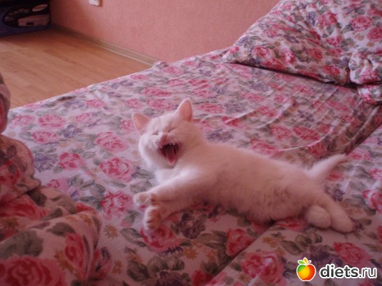 был таким маленьким..., альбом: Котище Степан