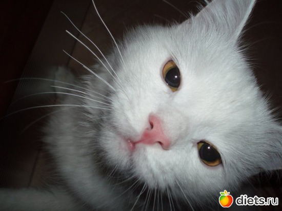 Любопытный..., альбом: Котище Степан