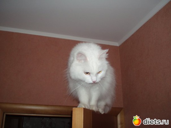 забирается на дверь, альбом: Котище Степан