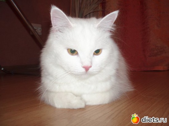 7 фото: Котище Степан