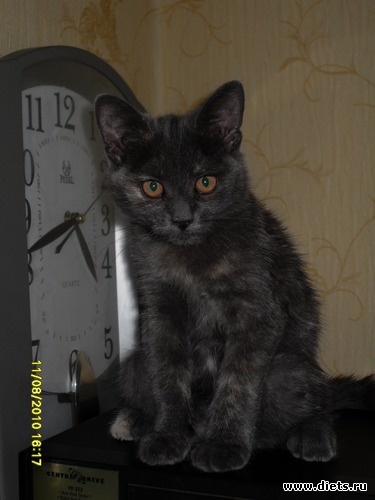 Василиса, альбом: Живность дома моего...