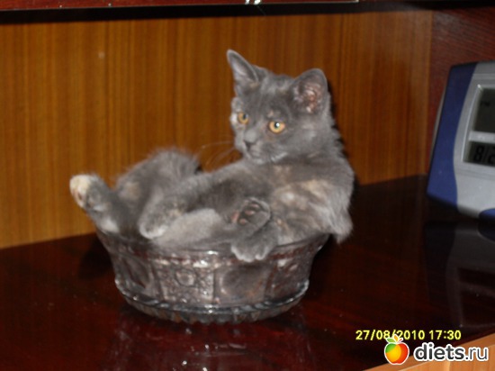 Вася, альбом: Живность дома моего...