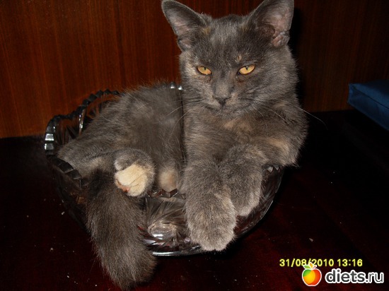 Ещё Вася, альбом: Живность дома моего...