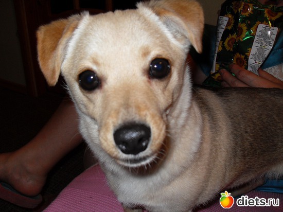 Чипалино, альбом: Живность дома моего...