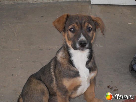 Цезарь, альбом: Живность дома моего...