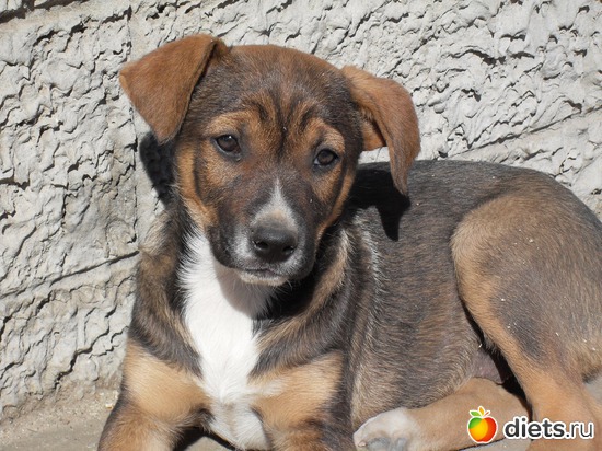 Цезарь, альбом: Живность дома моего...