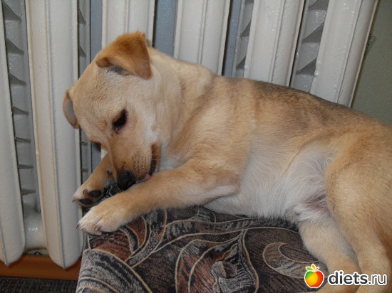 Чипа, альбом: Живность дома моего...