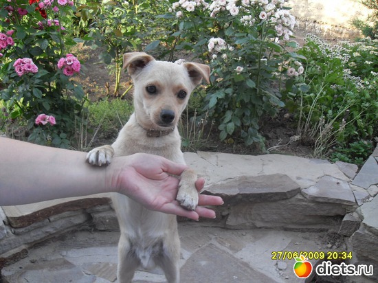 Пёсик позирует, альбом: Живность дома моего...