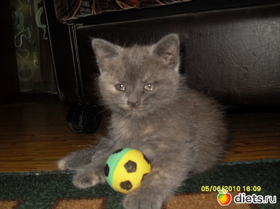 Васька в младенчестве, альбом: Живность дома моего...