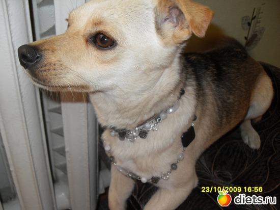 Чипа в бусах, альбом: Живность дома моего...