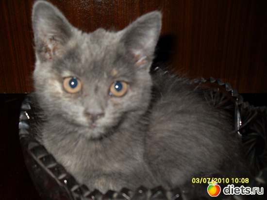 Вася любит хрустать, альбом: Живность дома моего...