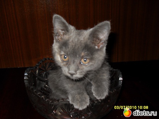 Вася в вазочке, альбом: Живность дома моего...