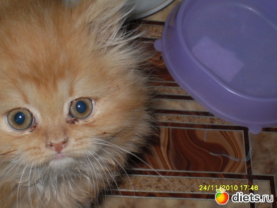 Асенька водичку пьёт, альбом: Живность дома моего...