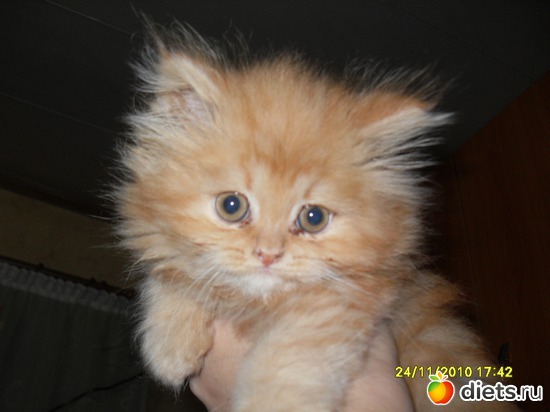 Рыжее чудо, альбом: Живность дома моего...