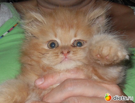 Не люблю фотографироваться, альбом: Живность дома моего...