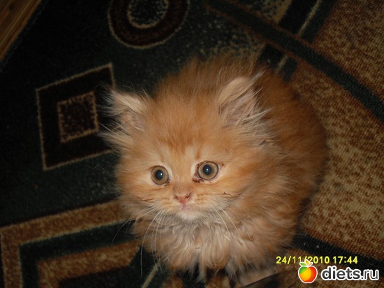 Асилинда, альбом: Живность дома моего...