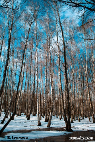 Зима в краснодарском парке, альбом: Краснодарский край