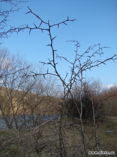 Колючки =), альбом: Краснодарский край