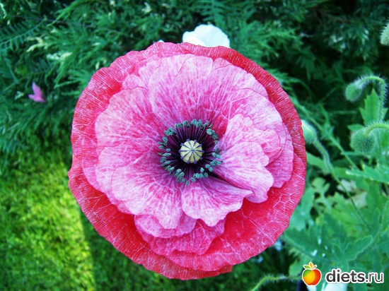 1 фото: Цветы в моем саду